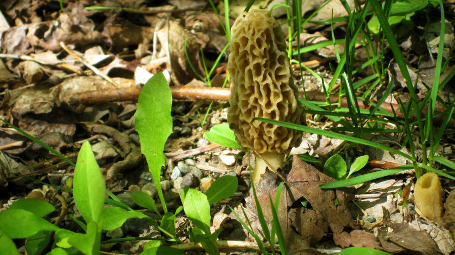 Foraged mushrooms